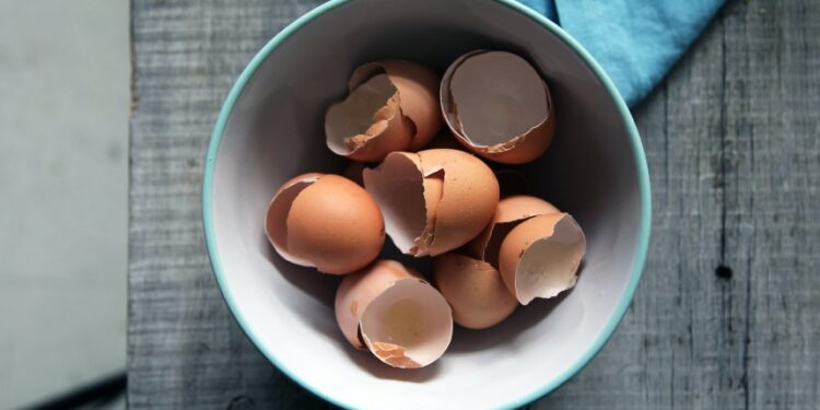 egg-shells