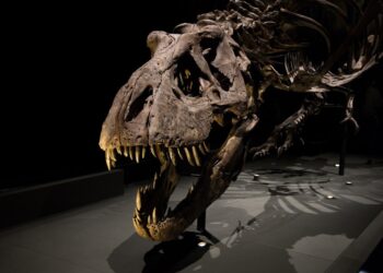 Gorgosaurus